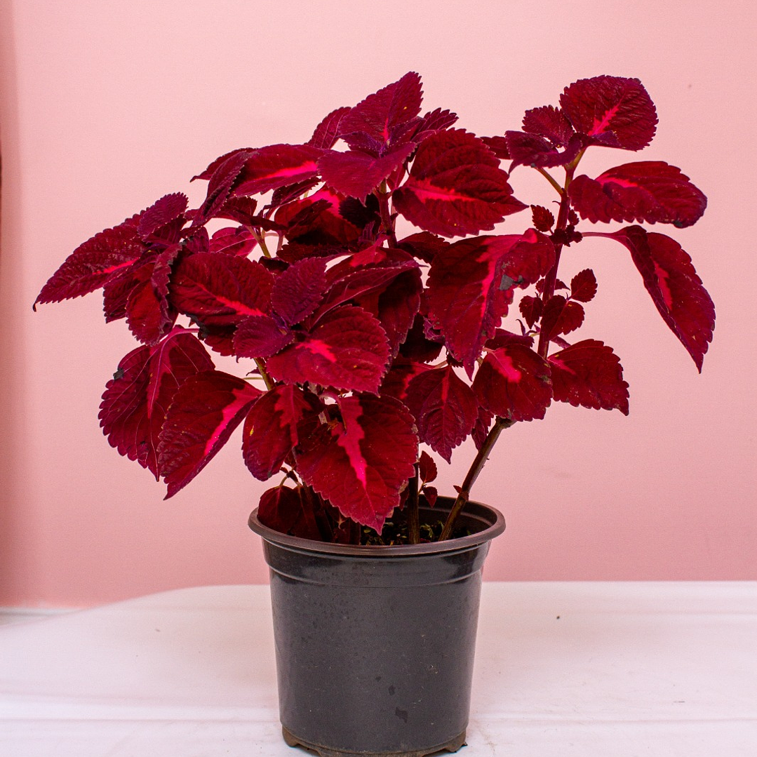 Planta Gitana Roja 1