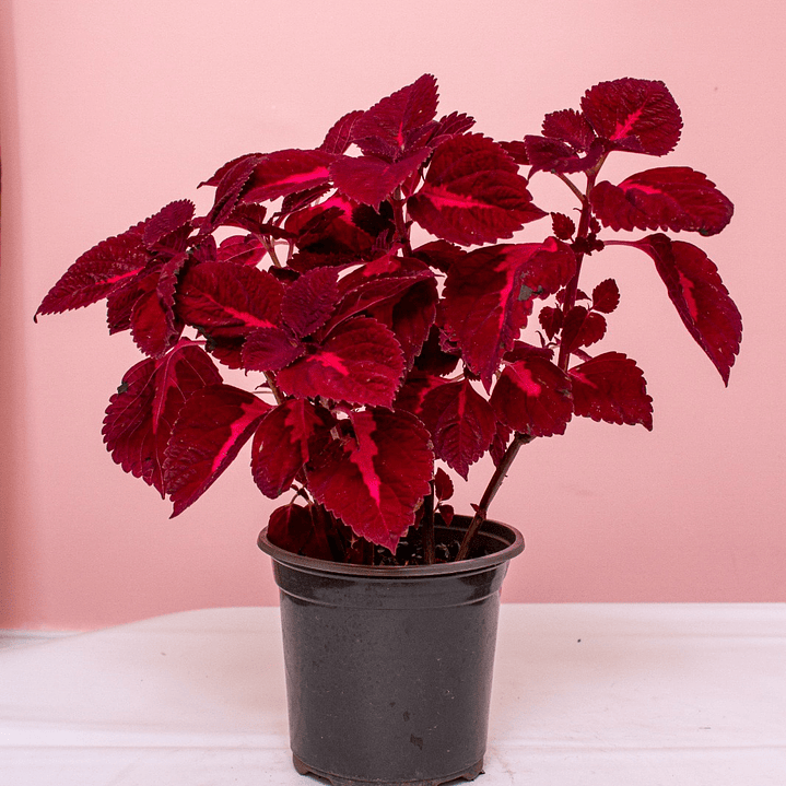 Planta Gitana Roja 1