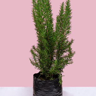 Planta Romero Mediano