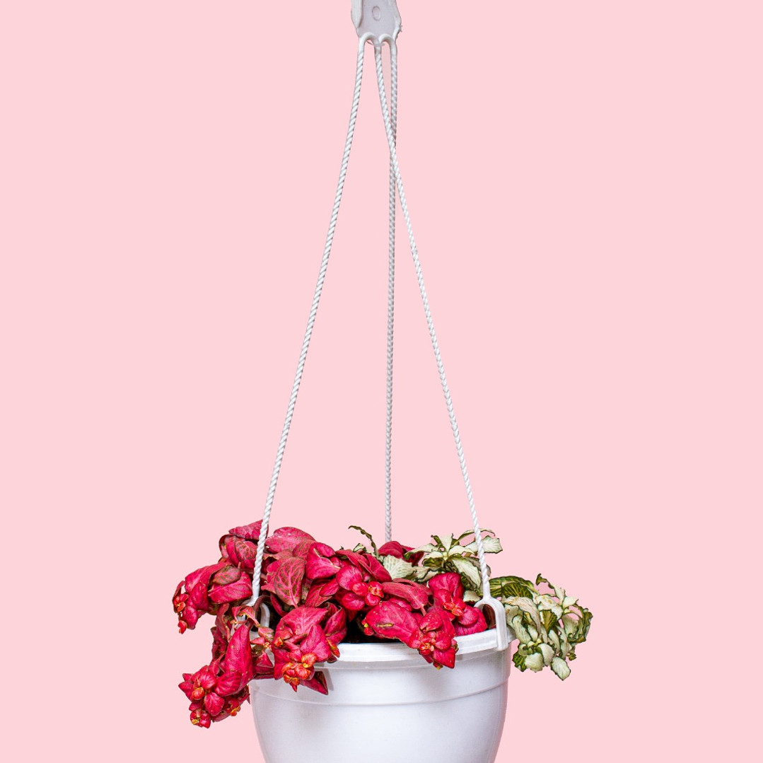 Planta Colgante Abre Caminos 1