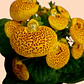 Planta Calceolaria Amarilla - Miniatura 2