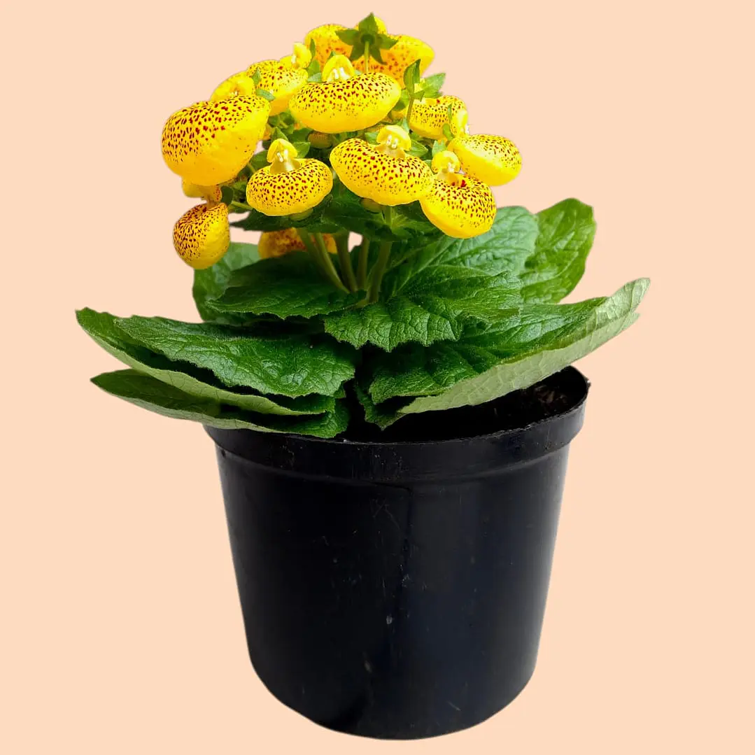 Planta Calceolaria Amarilla 1