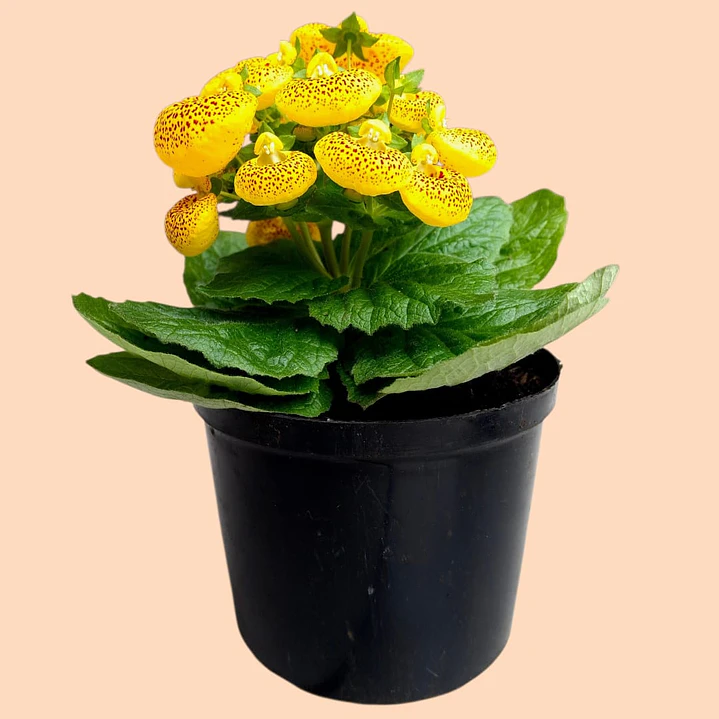 Planta Calceolaria Amarilla 1