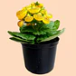 Planta Calceolaria Amarilla - Miniatura 1