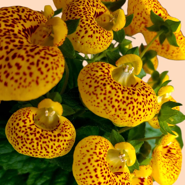 Planta Calceolaria Amarilla 3