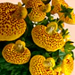 Planta Calceolaria Amarilla - Miniatura 3