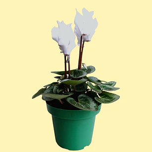 Planta Violeta de los Alpes Blanca 