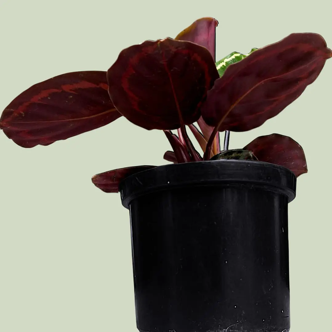 Planta Calathea Medallion En Matera Plástica 2