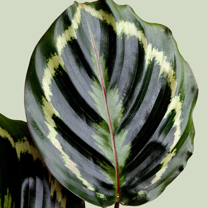 Planta Calathea Medallion En Matera Plástica 4