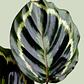 Planta Calathea Medallion En Matera Plástica - Miniatura 4