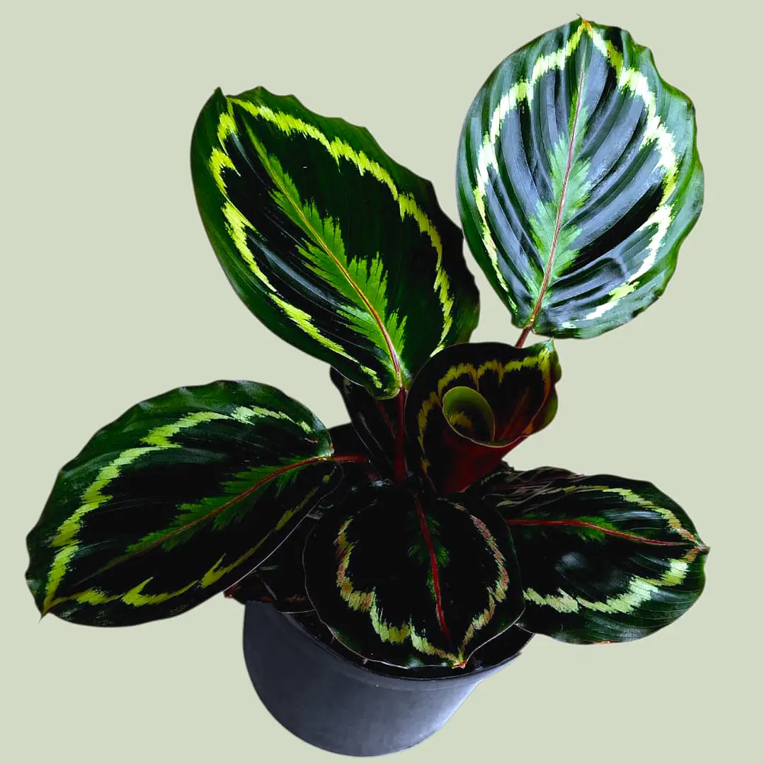 Planta Calathea Medallion En Matera Plástica 1