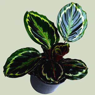 Planta Calathea Medallion En Matera Plástica