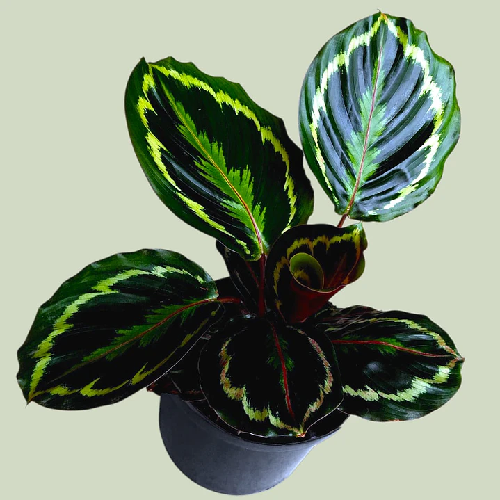 Planta Calathea Medallion En Matera Plástica 1