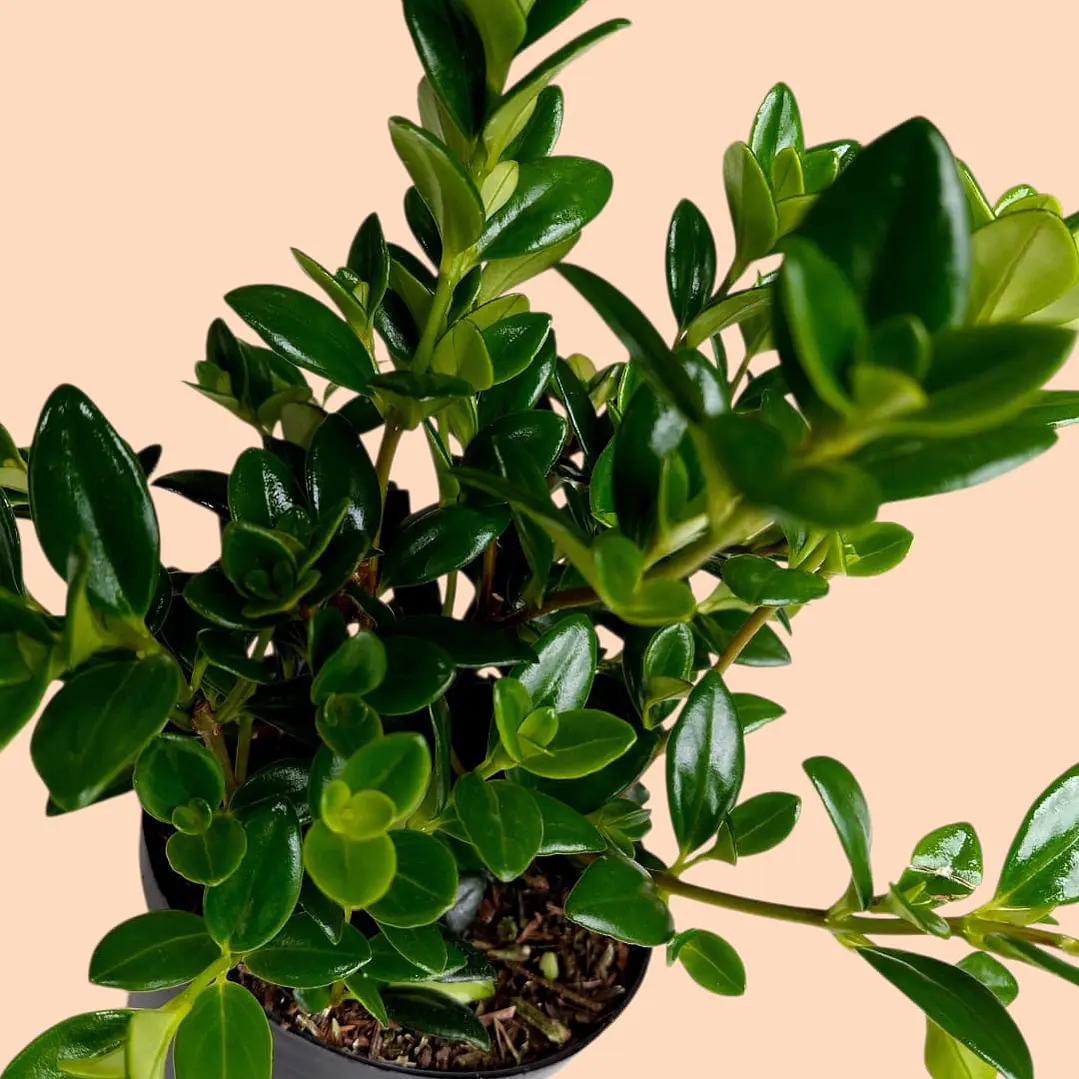 Planta Pescadito O Peperomia En Matera 3