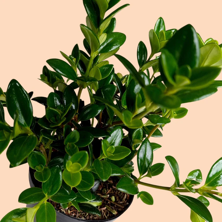 Planta Pescadito O Peperomia En Matera 3