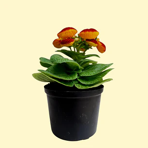 Planta Calceolario en Matera Plastica