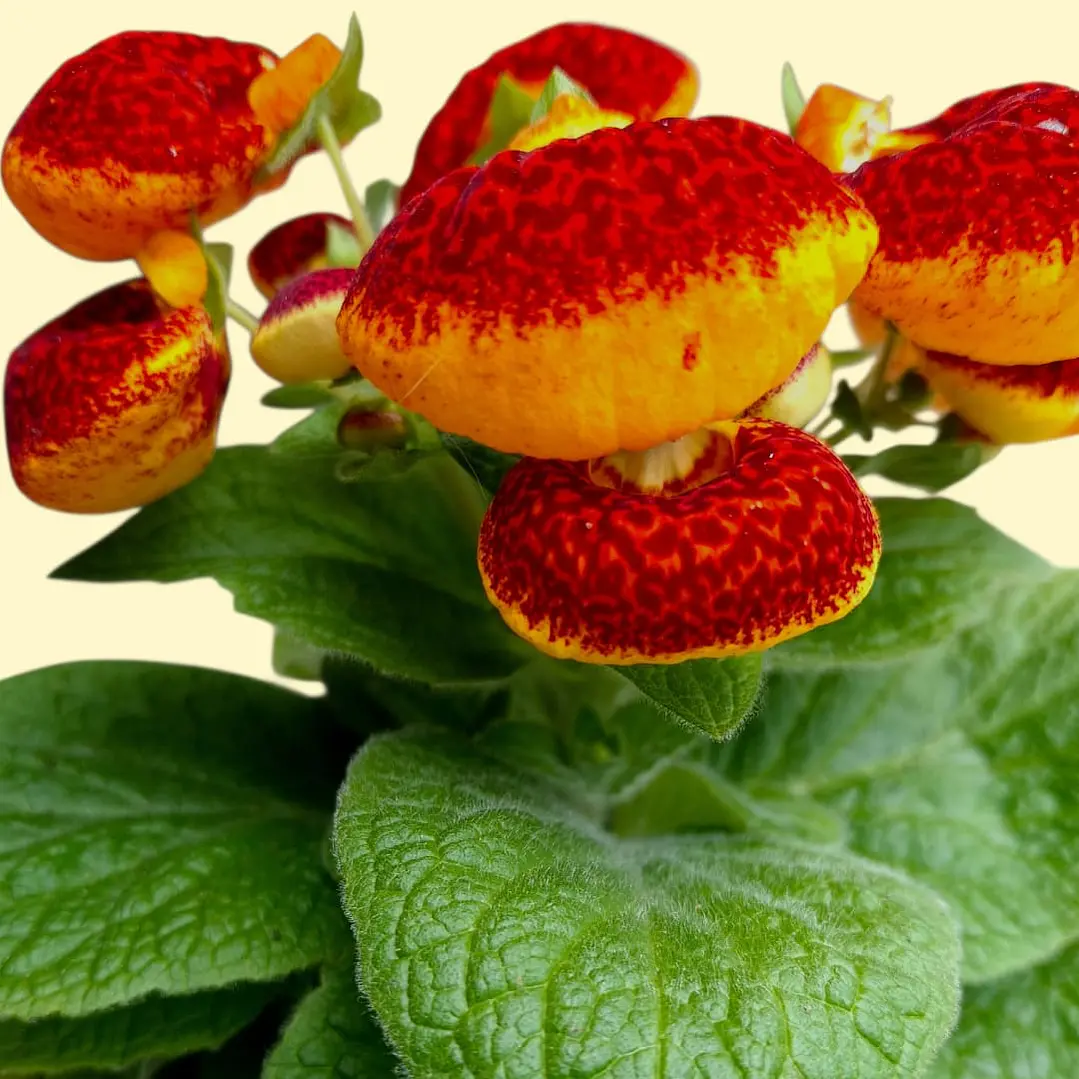 Planta Calceolario en Matera Plastica 3