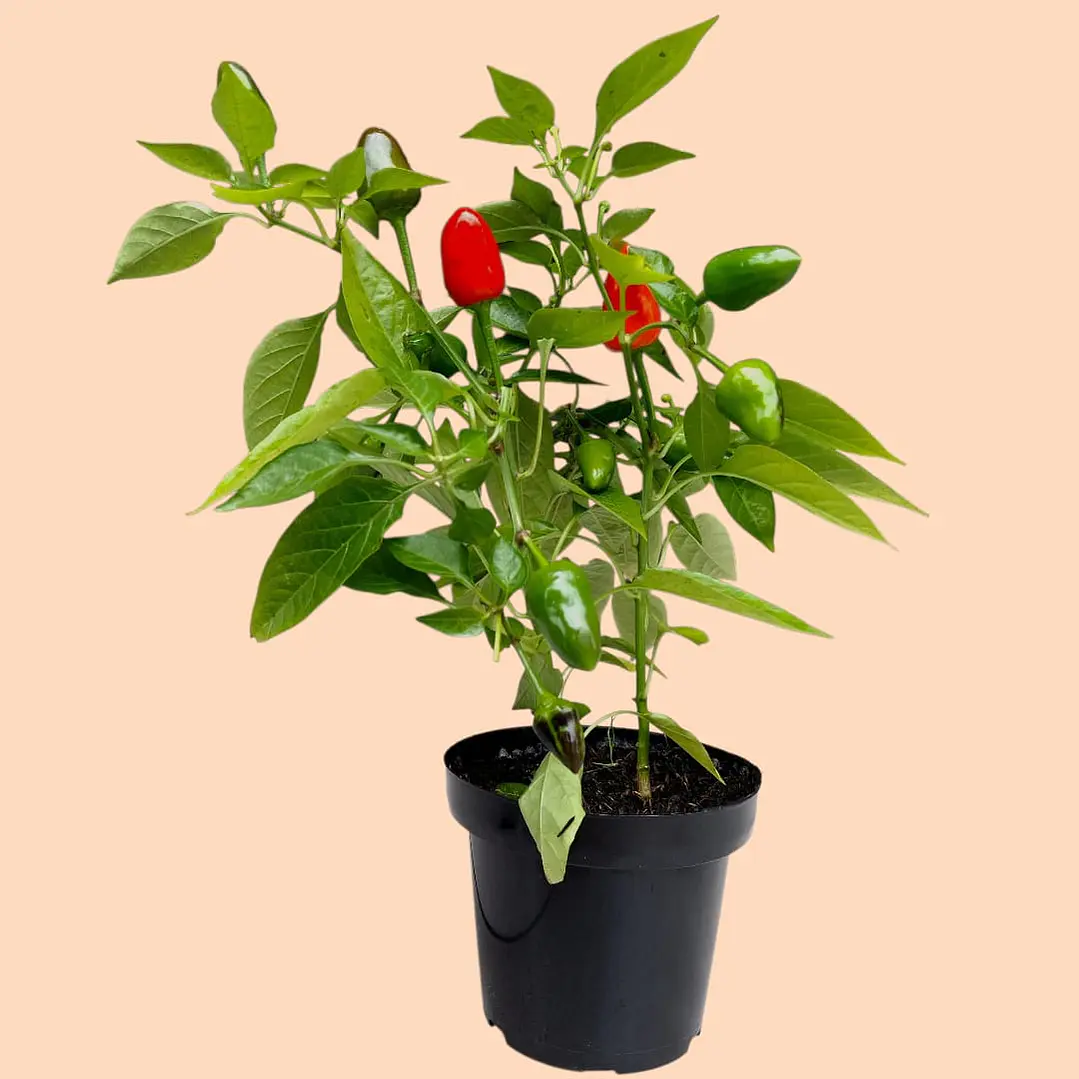 Planta Aji Ornamental En Matera Plástica 1