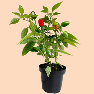 Planta Aji Ornamental En Matera Plástica