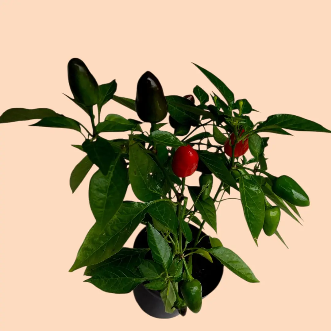 Planta Aji Ornamental En Matera Plástica 2