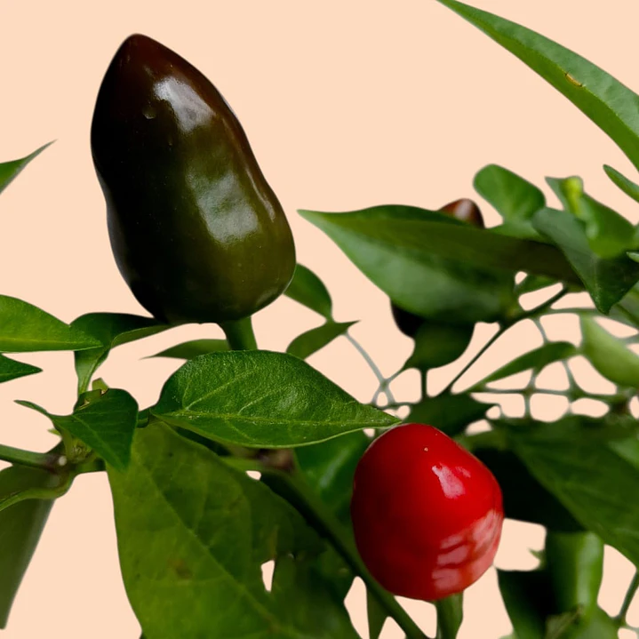 Planta Aji Ornamental En Matera Plástica 3