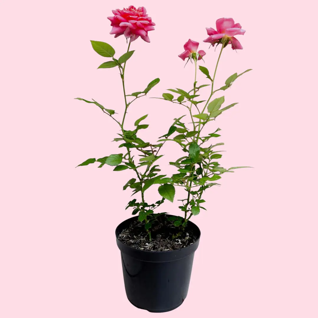 Planta Mini Rosal En Matera Plástica 1