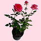 Planta Mini Rosal En Matera Plástica - Miniatura 2