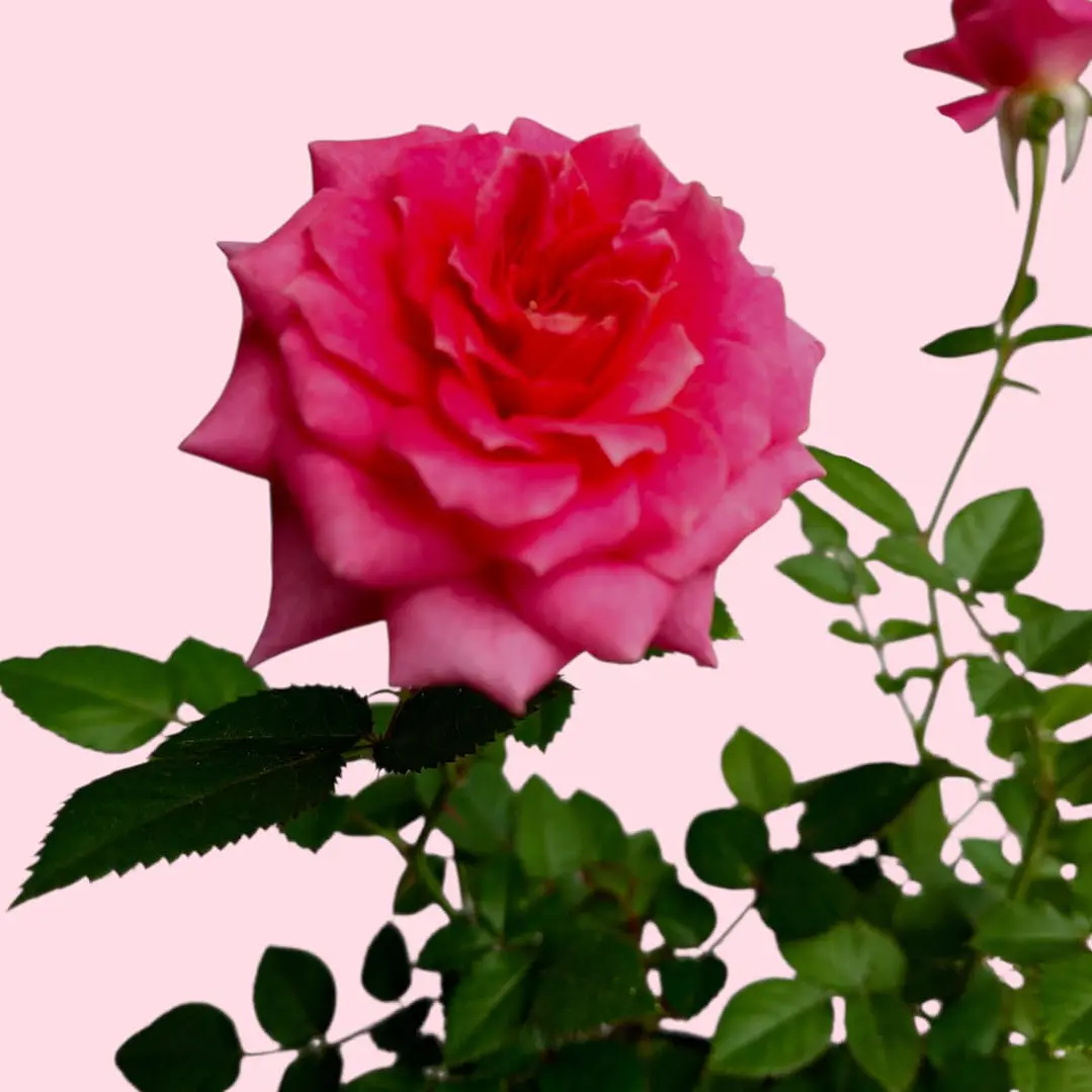 Planta Mini Rosal En Matera Plástica 3