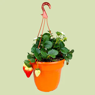 Planta O Huerto De Fresa En Matera Colgante