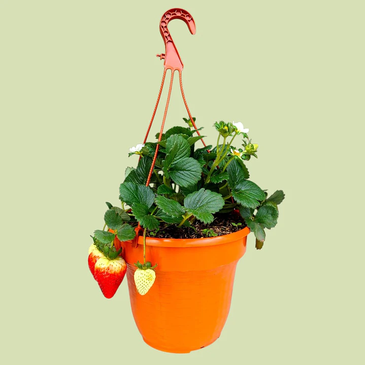 Planta O Huerto De Fresa En Matera Colgante 1