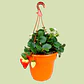 Planta O Huerto De Fresa En Matera Colgante - Miniatura 1