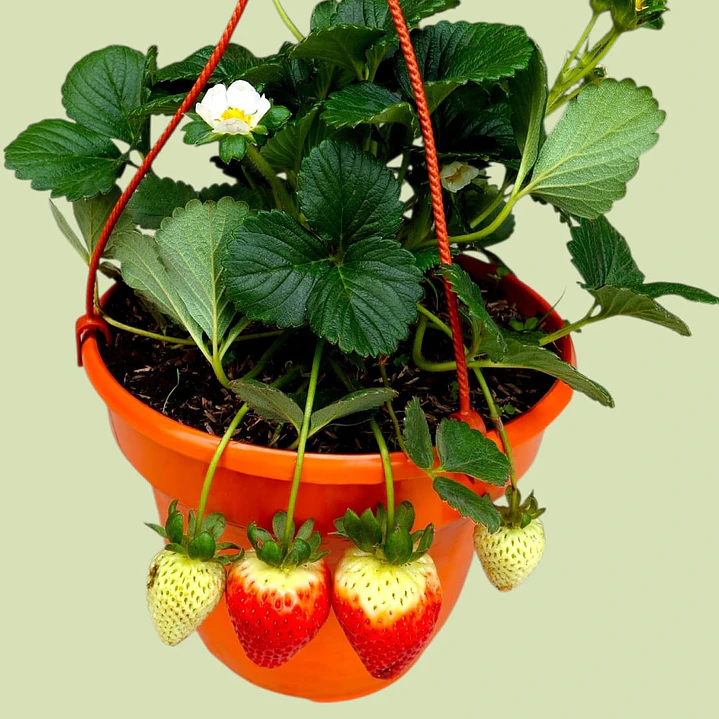 Planta O Huerto De Fresa En Matera Colgante 2
