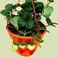 Planta O Huerto De Fresa En Matera Colgante - Miniatura 2