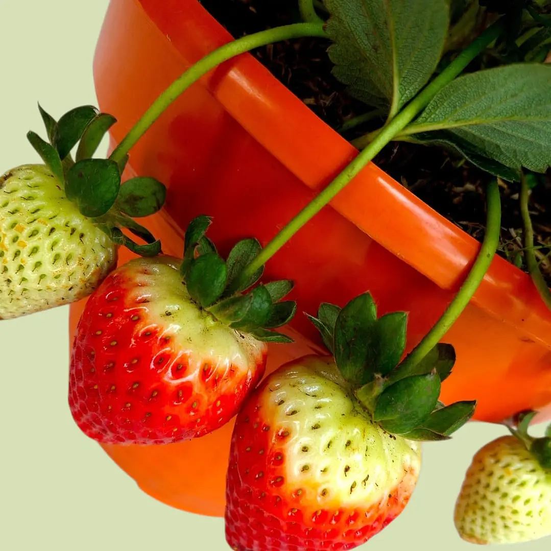 Planta O Huerto De Fresa En Matera Colgante 3