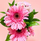 Amor En Garberas Para Mamá - Miniatura 2