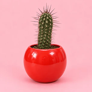Cactus Rojo Encanto