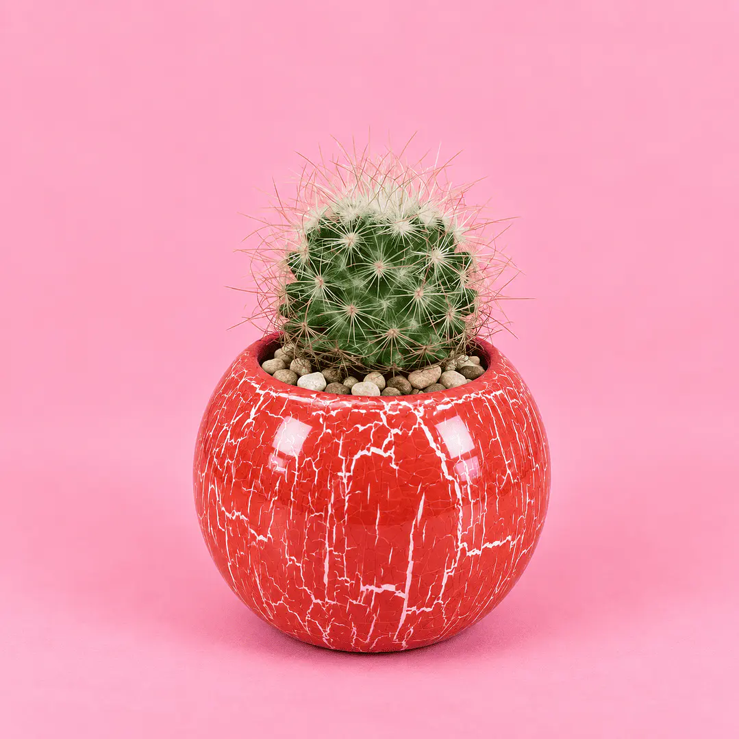 Cactus Globoso  1