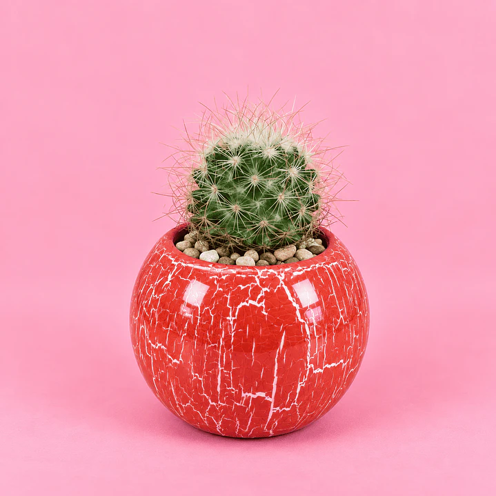 Cactus Globoso  1