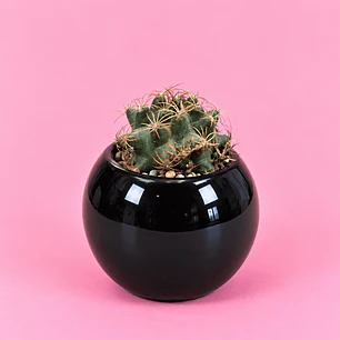 Cactus Elegancia Negra