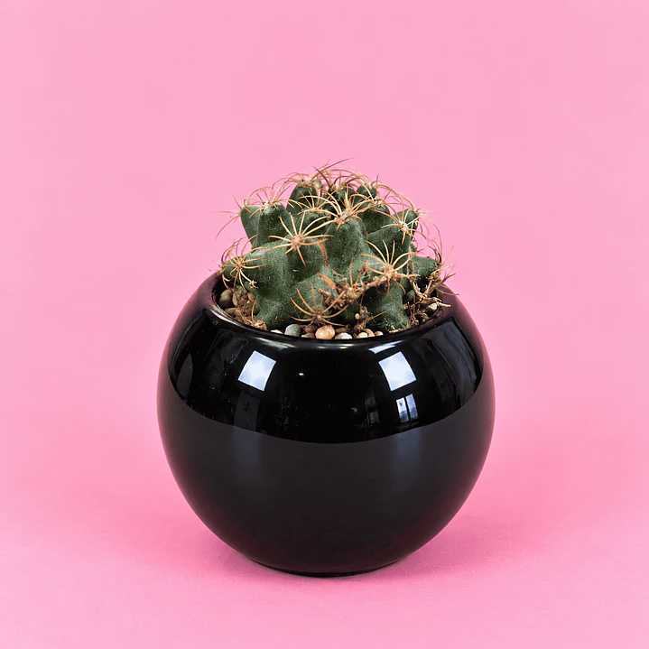 Cactus Elegancia Negra 1