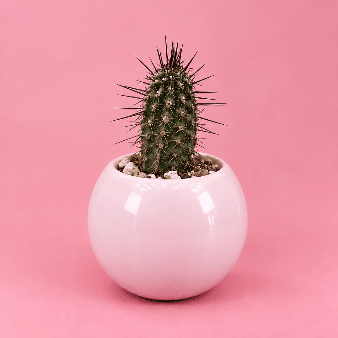 Cactus Rosa Encanto 1