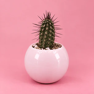 Cactus Rosa Encanto