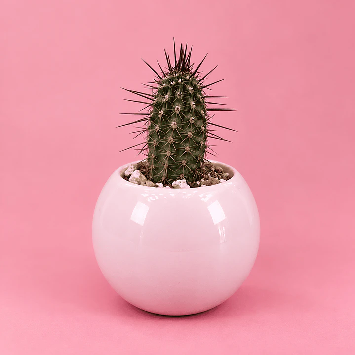 Cactus Rosa Encanto 1