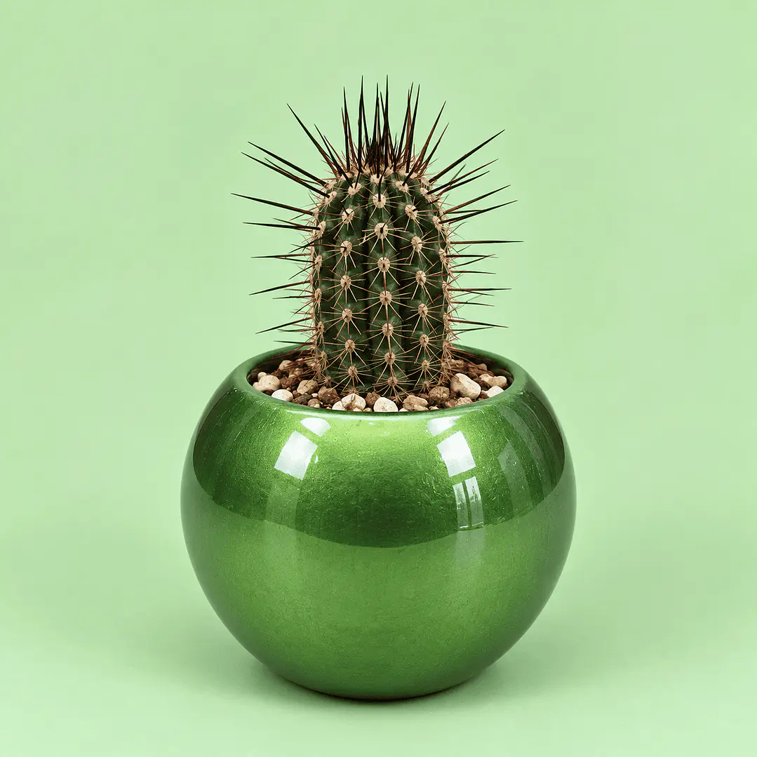 Cactus Verde Natural 1