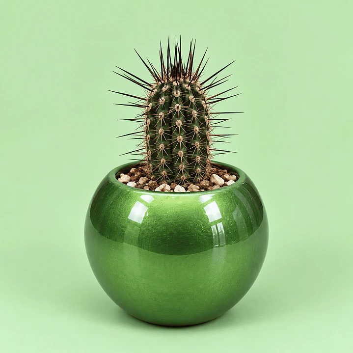 Cactus Verde Natural 1
