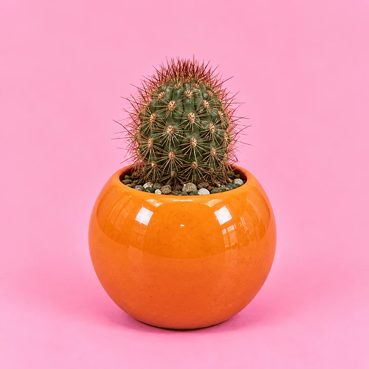 Cactus Sol Radiante 1