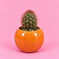 Cactus Sol Radiante - Miniatura 1