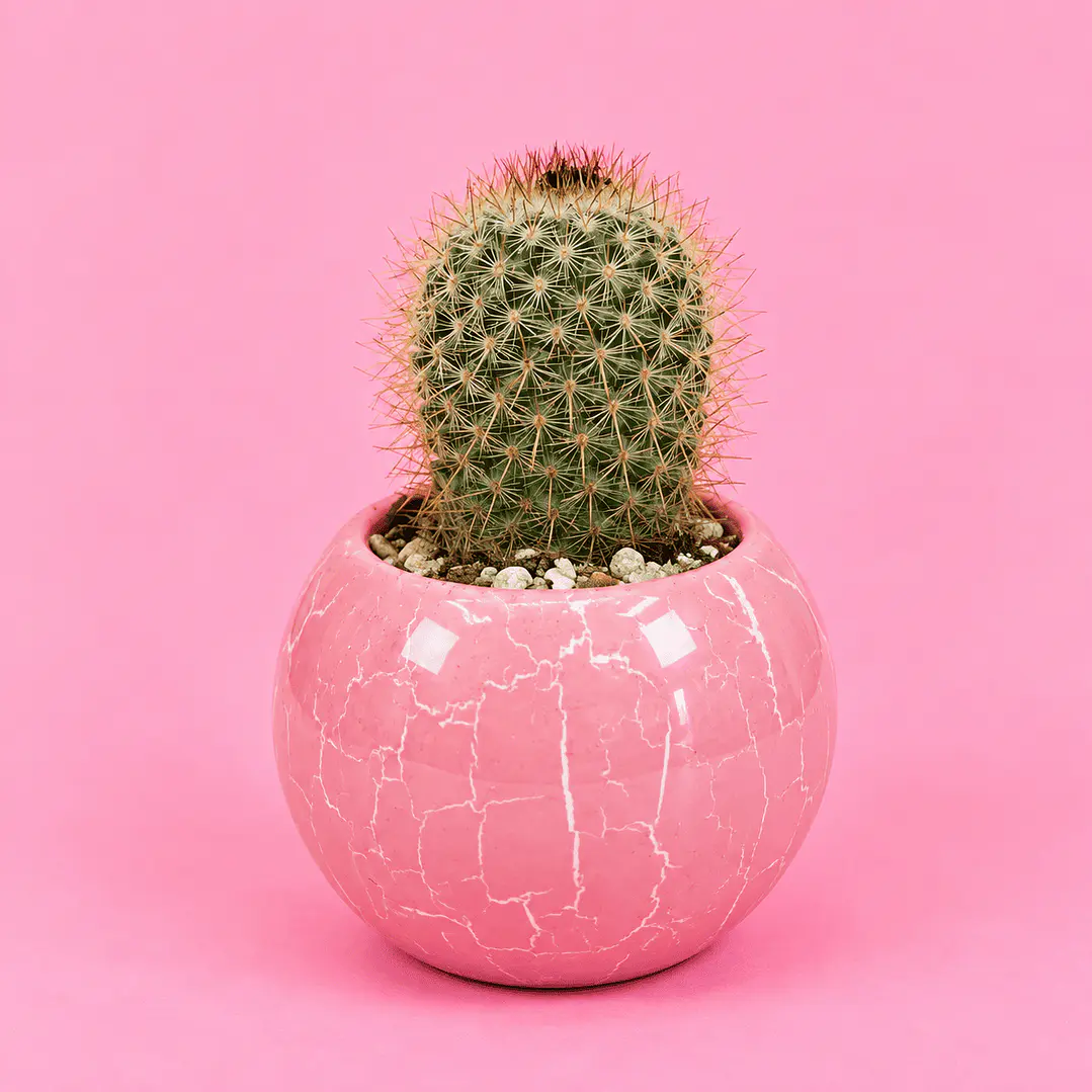 Cactus Rosa Mármol 1