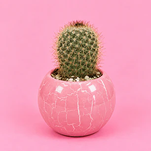 Cactus Rosa Mármol