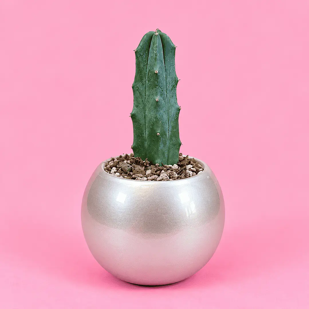 Cactus Plata Elegante 1